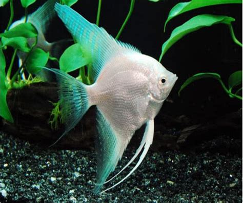 Freshwater Angelfish Pterophyllum Scalare Platinum Blue Angelfish