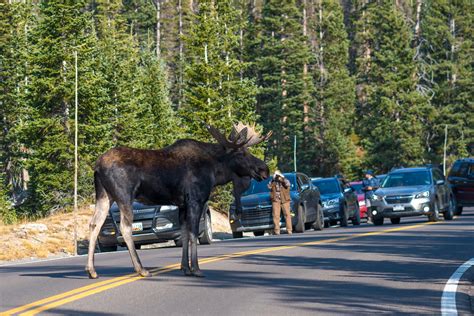 Moose At Rocky Mountain National Park Nan Palmero Flickr