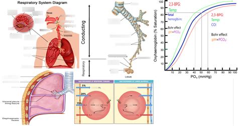 Respiratory System Gas Exchange Diagram Quizlet