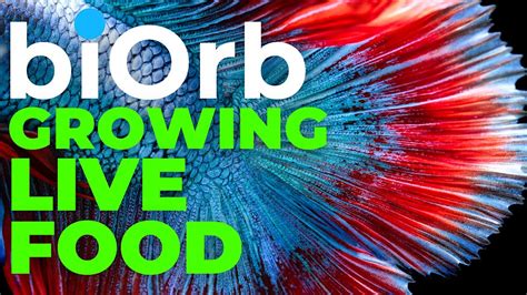 Biorb Aquarium Grow Live Food For Your Fish It S Easy Youtube