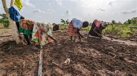 Addressing Gender Gap In Agrifood Systems Could Enhance Global Economy