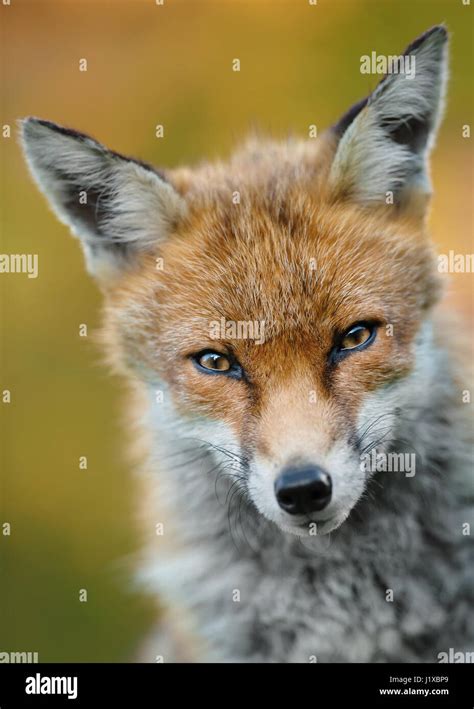 Portrait Of Red Fox Stock Photo Alamy