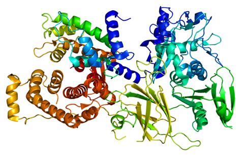 Calpain Proteins - Creative Biomart