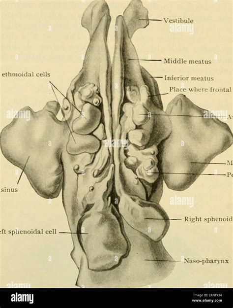 Sinus Cavities Hi Res Stock Photography And Images Alamy