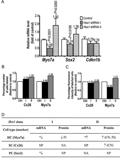 Cochlea Cell Specific Marker Expression Upon In Vitro Hes1 Knockdown