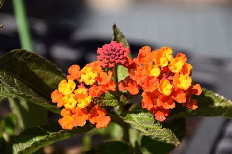 Close Up View Of Orange And Yellow Lantana Camara In The Sun Stock