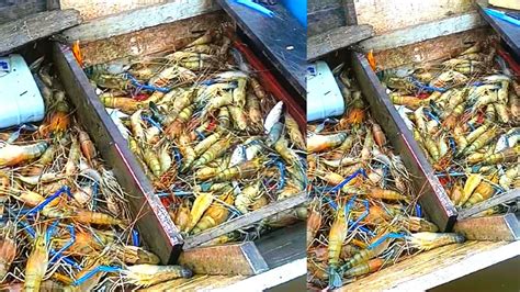 Menjala Udang Galah Cepit Biru Lumayan Udang Galah Sungai Rezeki Kg