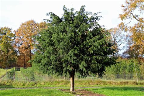 Adlerschwingen Eibe Dovastoniana Online Kaufen Garten Von Ehren