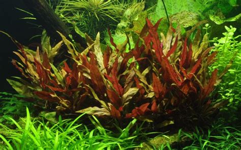 Guide To Tropica Aquarium Plants Sevenports Nano Aquariums