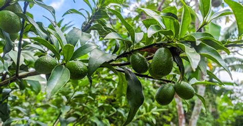 Avocado Plant Tree Care Tips How To Take Care Of It Embracegardening