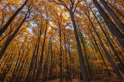 Fall Foliage at Catoctin Mountain Park – Roving Sun