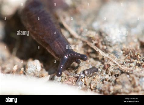 bering land bridge 9511650411 Slug on the Tundra Stock Photo - Alamy