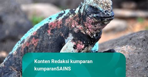 Ini Iguana Laut Yang Bisa Berenang Mirip Godzilla Kumparan