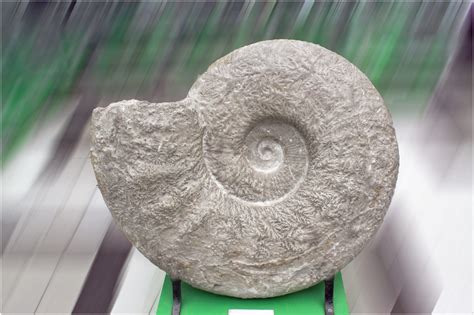 Ammonite Fossil The Fossil Was Captured In Geological Muse Flickr