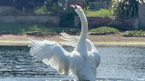 Swan Pen Anglesey Is Still On The Nest Cob Has Seeds Charges