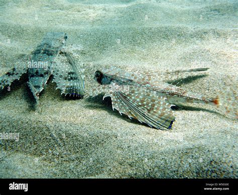 Flying Gurnard Or Helmet Gurnard Dactylopterus Volitans Resting On The