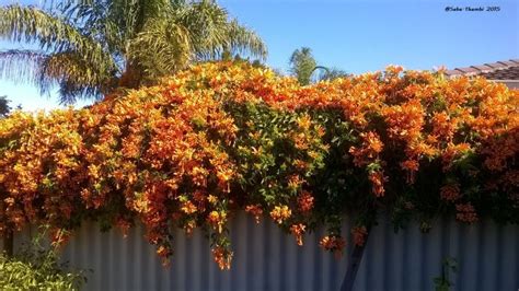 The Beautiful Vine Over Our Fence Orange Trumpet Vine Trumpet Vine