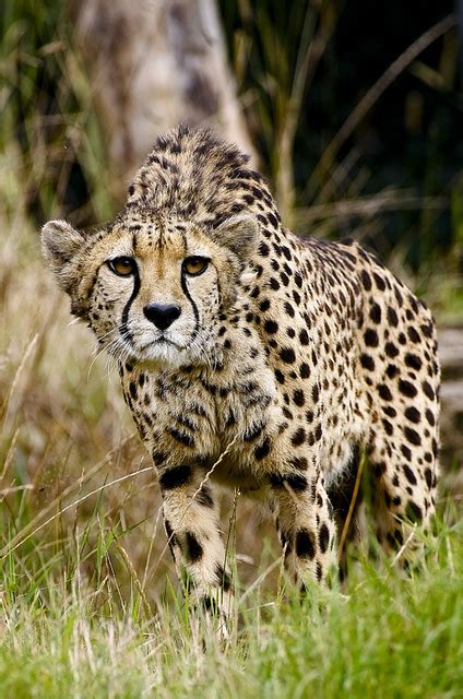 animals animals photo  fanpop