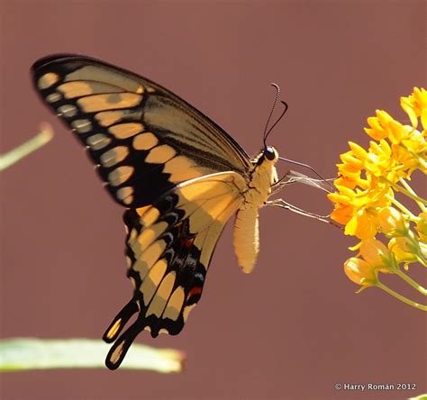 Giant Swallowtail Papilio cresphontes Cramer, 1777 | Butterflies and ...