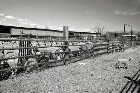 Steve Immel Photography: Corral to Corral