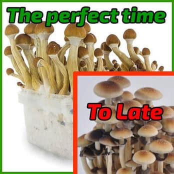 Harvest | Magic Mushroom Grow Kit