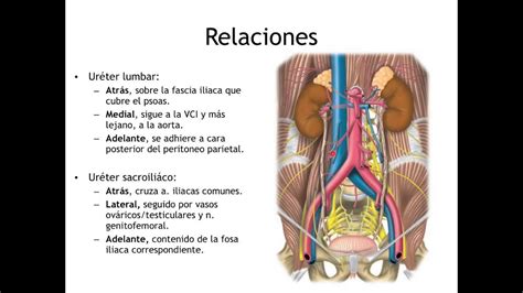 Anatomia Renal, Ureteres y Diafragma - YouTube