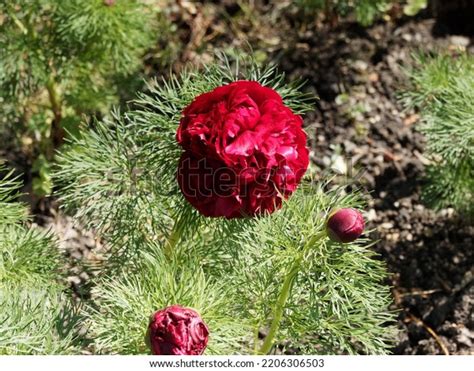 Paeonia Tenuifolia Steppe Peony Fern Leaf Stock Photo