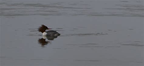 Common Merganser Mergus Merganser Tucson Pima County Ar Flickr