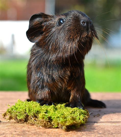 Gold Agouti Guinea Pig Domestic - Free photo on Pixabay - Pixabay