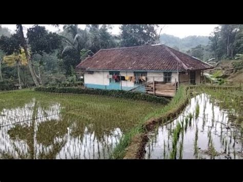 Hanya Ada 1 Rumah Udaranya Sejuk Adem Ayem Suasana Indah Bikin Betah