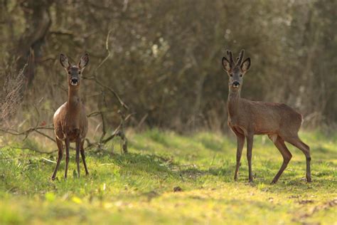 Roe Deer Doe And Last Years Male Offspring View This Imag… Flickr