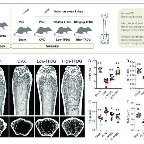 Tfdg Promoted Trabecular Bone Formation In Ovx Mice A H E Staining