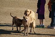 categorydogs mating wikimedia commons