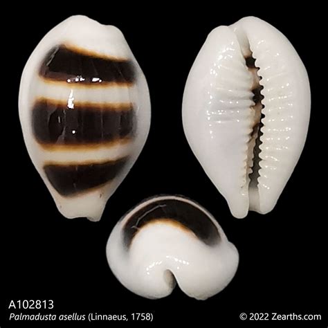 A Palmadusta Asellus Linnaeus Zearth S Collections