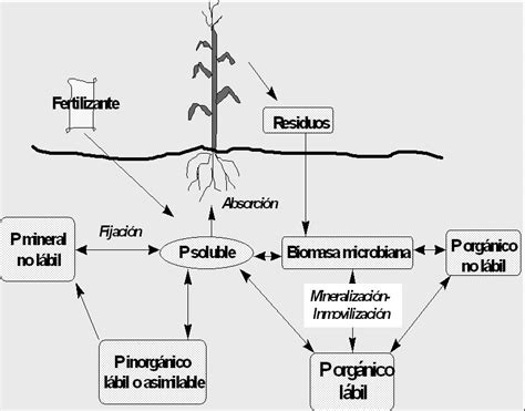 Ciclo del fósforo en agroecosistemas y reacción de los fertilizantes