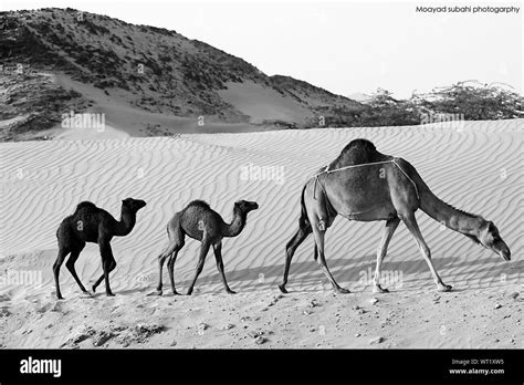 Camels desert Black and White Stock Photos & Images - Alamy