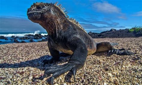 Fauna De La Costa Ecuatoriana Definicion Y Ejemplos Nbkomputer