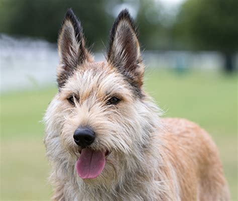 Picardy Sheepdog Breeds A To Z The Kennel Club