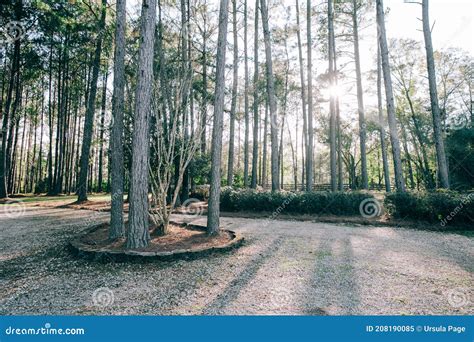 pine hedge stock   royalty  stock