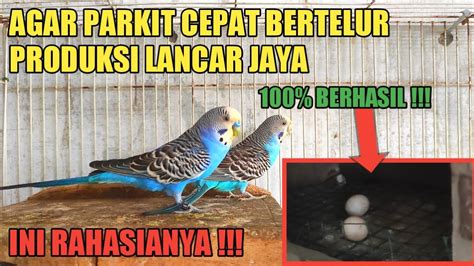 TIPS AGAR BURUNG PARKIT CEPAT BERTELUR YouTube