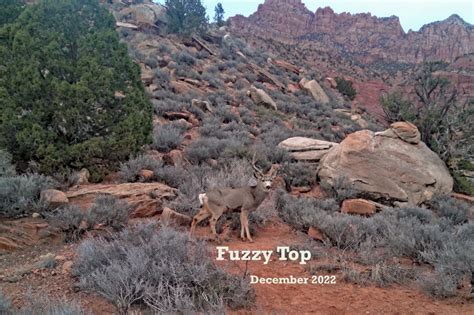 Fuzzy Top – The Joe Btfsplk* of Deer