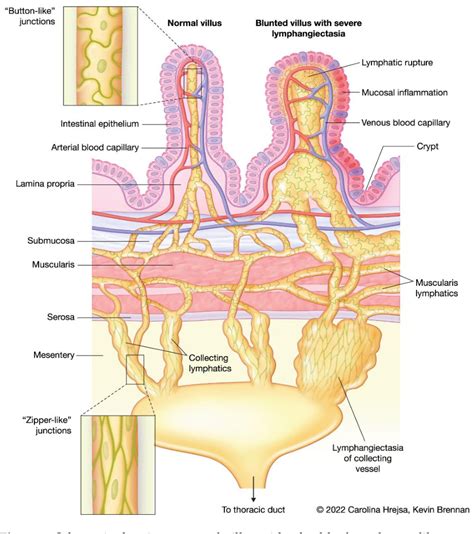 PDF Pathophysiology Diagnosis And Management Of Canine Intestinal