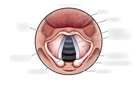 ANATOMY DIAGRAM - Vocal Folds Diagram | Quizlet