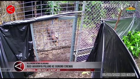 Rasi Macan Tutul Betina Yang Kembali Pulang Ke Gunung Ciremai Video