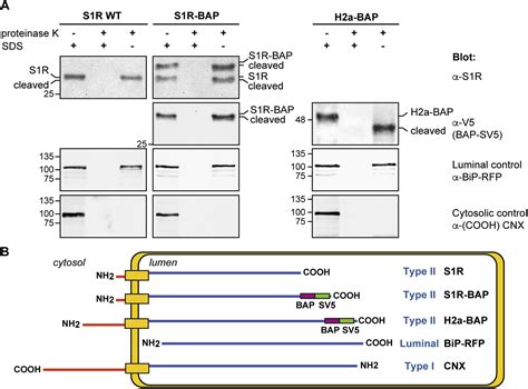 The Sigma 1 Receptor Is An Er Localized Type Ii Membrane Protein