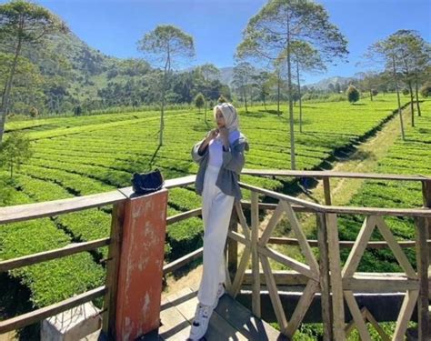 Kebun Teh Tambi Wonosobo Cek Lokasi Harga Tiket Dan Spot Foto Keren