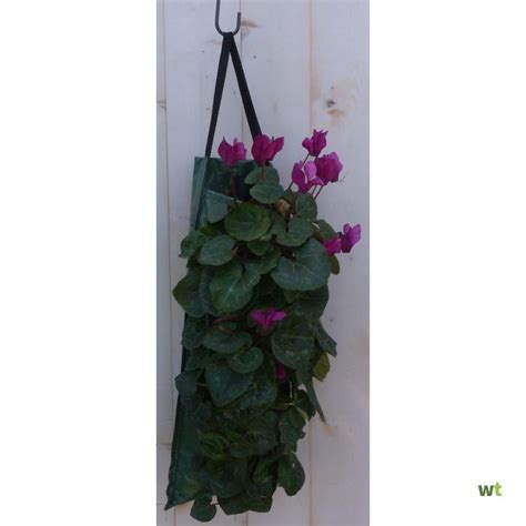 Hangzak Met Cyclamen Eenjarige Mix Warentuin Natuurlijk