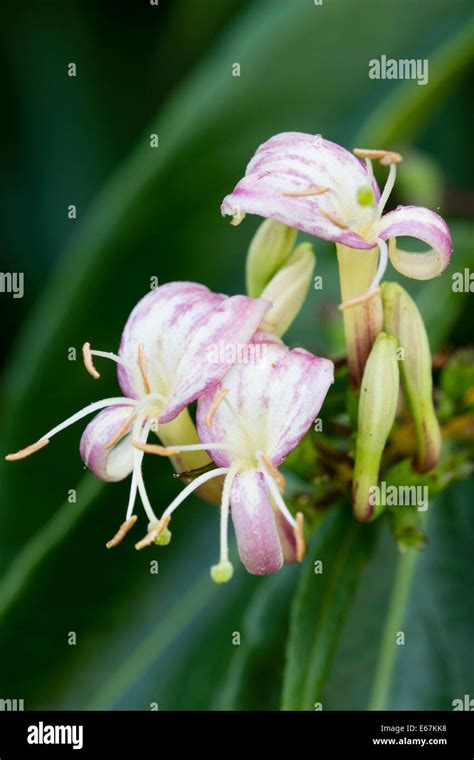 Close Up Of Flowers Of The Evergreen Honeysuckle Lonicera Henryi Stock