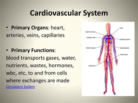 Circulatory System Organs And Functions