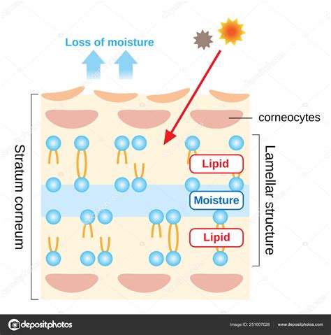 Structure Stratum Corneum Lamellar Structure Which Play Protective Role